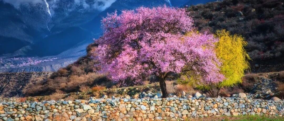 川藏南北线看花，追逐中国最美的春天！