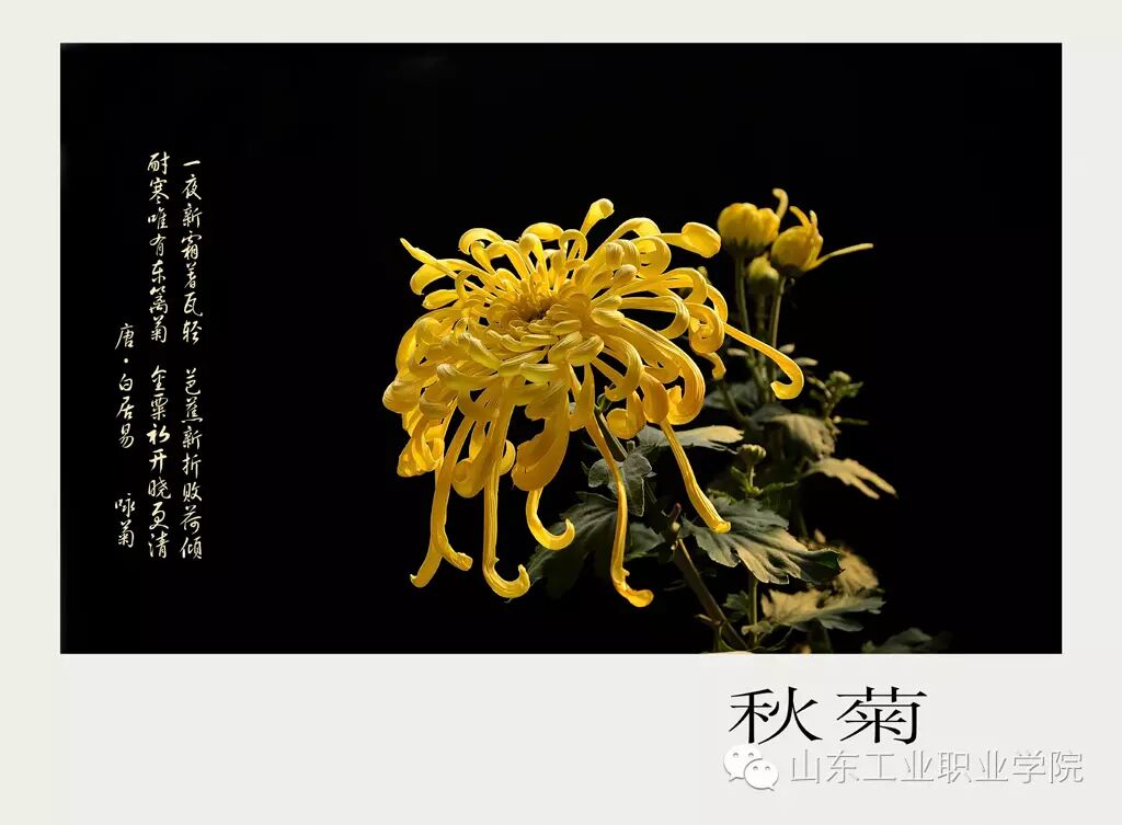 [图说山工院】寒露:秋深露浓,寒气重