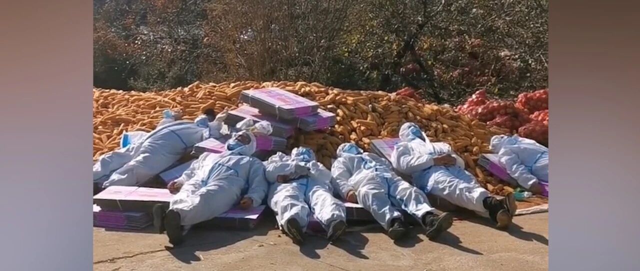 暖流 | 抗疫志愿者连续工作四天 累到躺在玉米堆上睡着