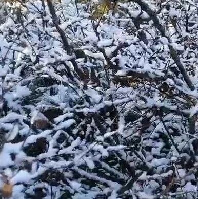 黑龙江下雪啦！