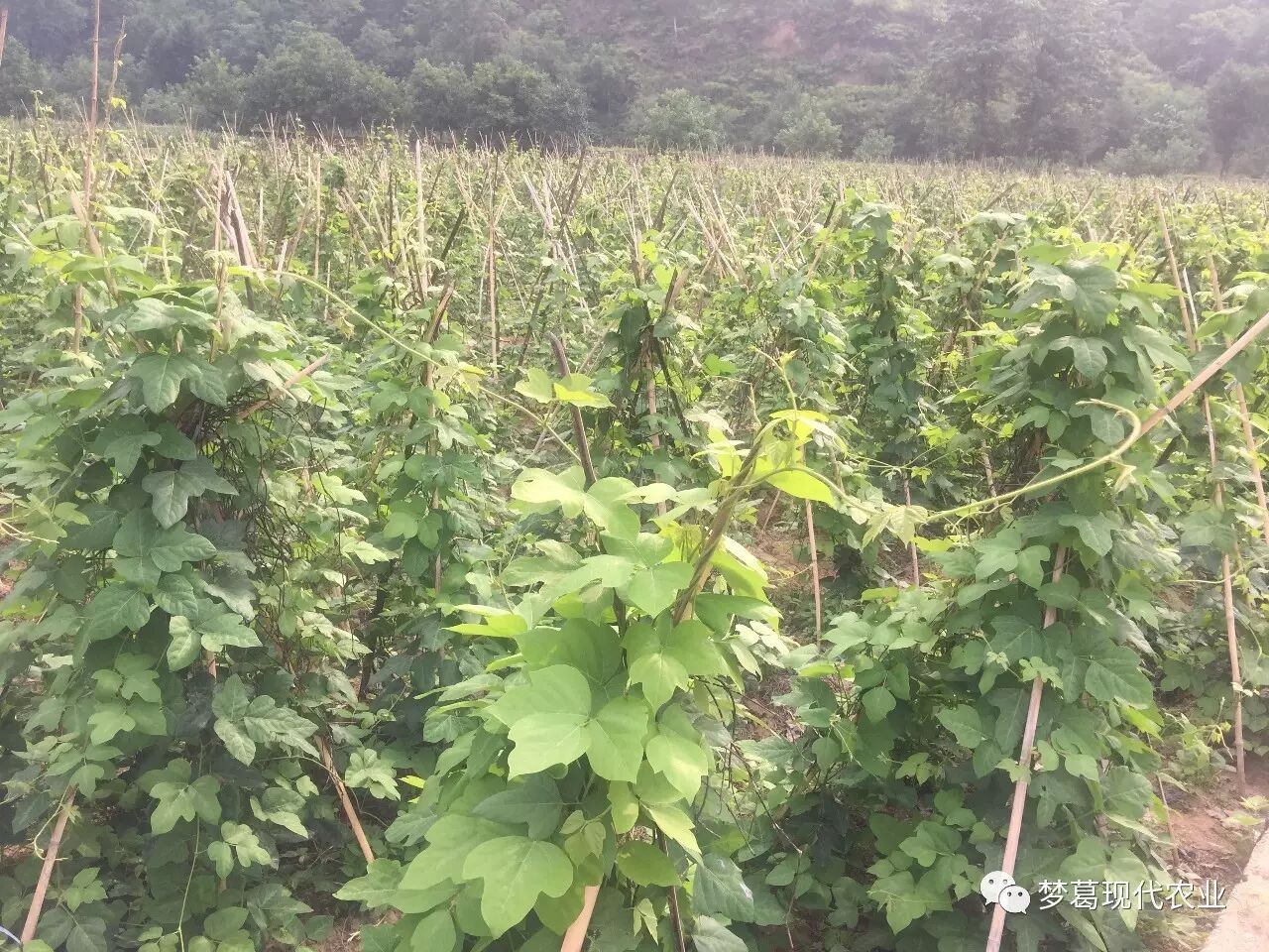 葛根介绍 自由微信 Freewechat