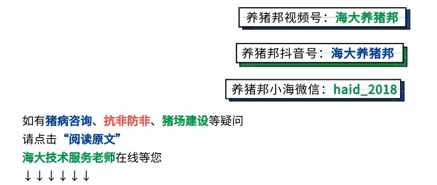 致富猪精_致富经猪_致富猪业