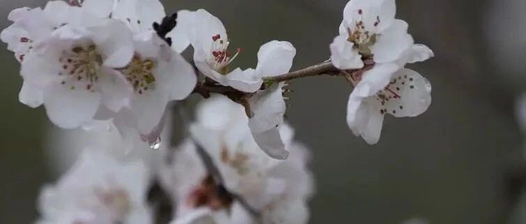 【总编风采】禾乃||​杏花白，雪花凉（小小说）