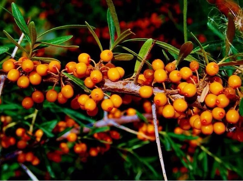 沙棘对神经系统的作用原理