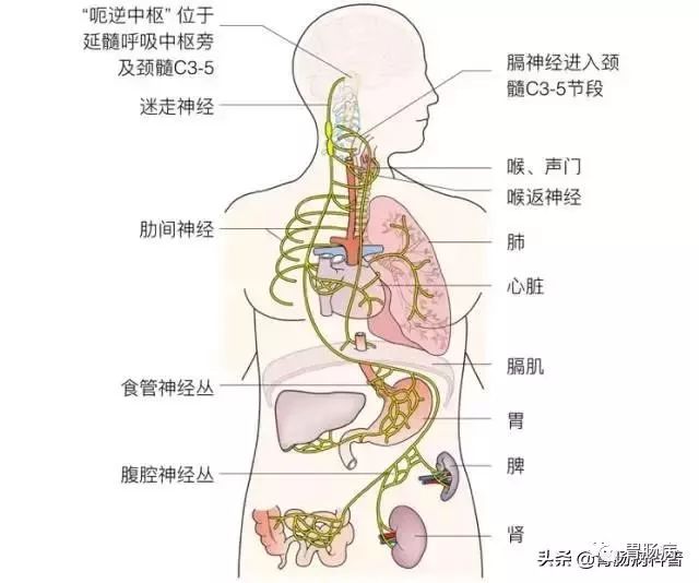 周围性呃逆主要由迷走神经与膈神经受刺激所致,如胃肠道,胸,腹膜,膈肌