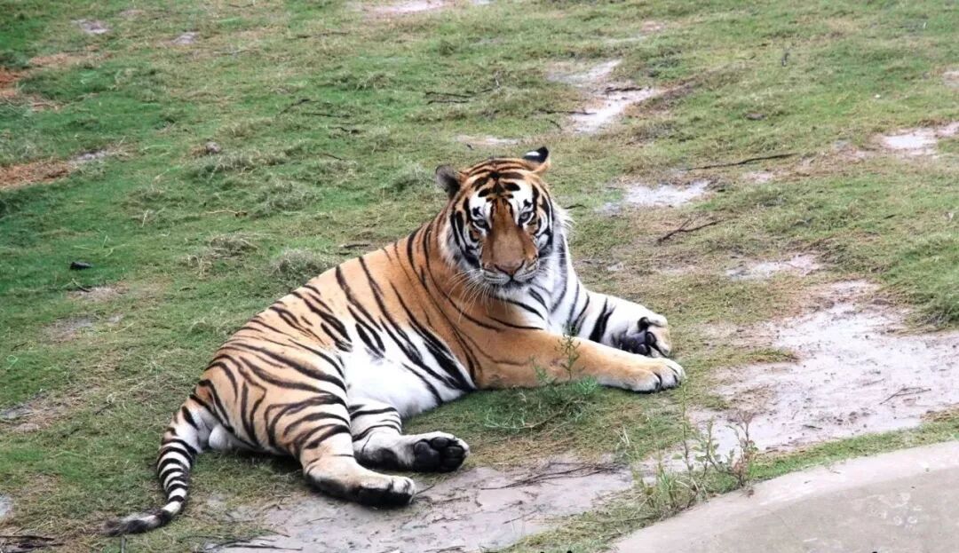 老虎的腿很有力