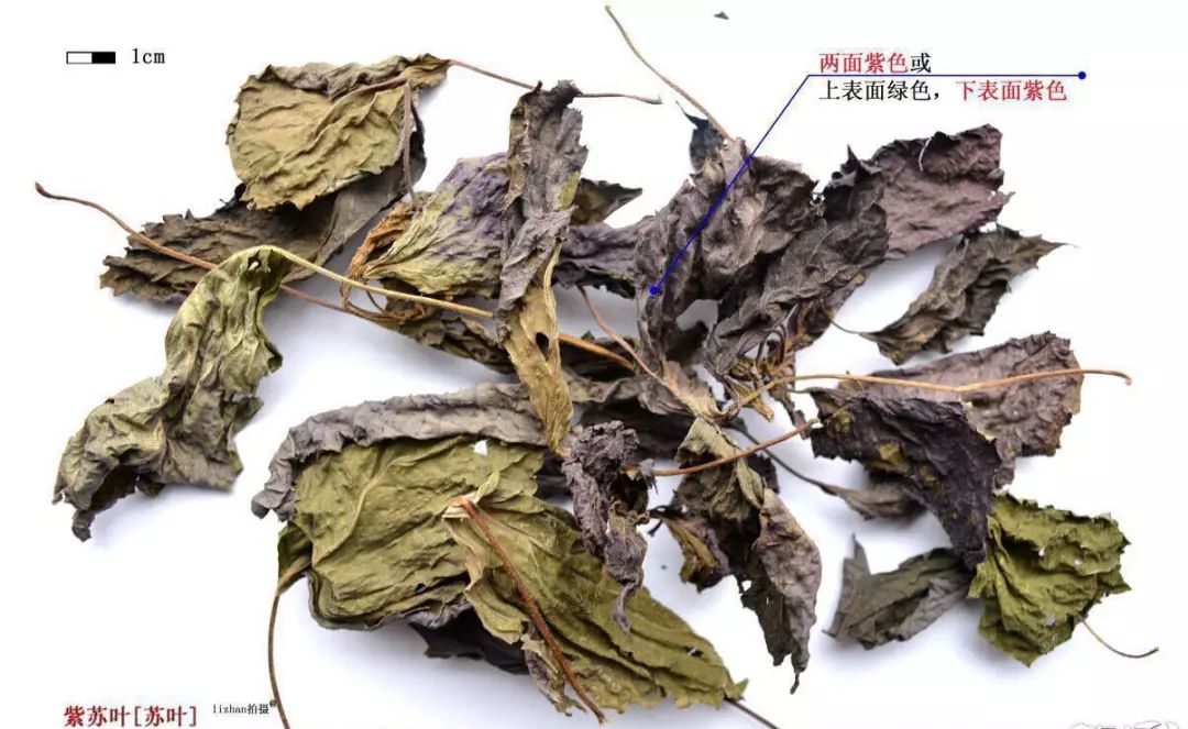 【每日一药】紫苏