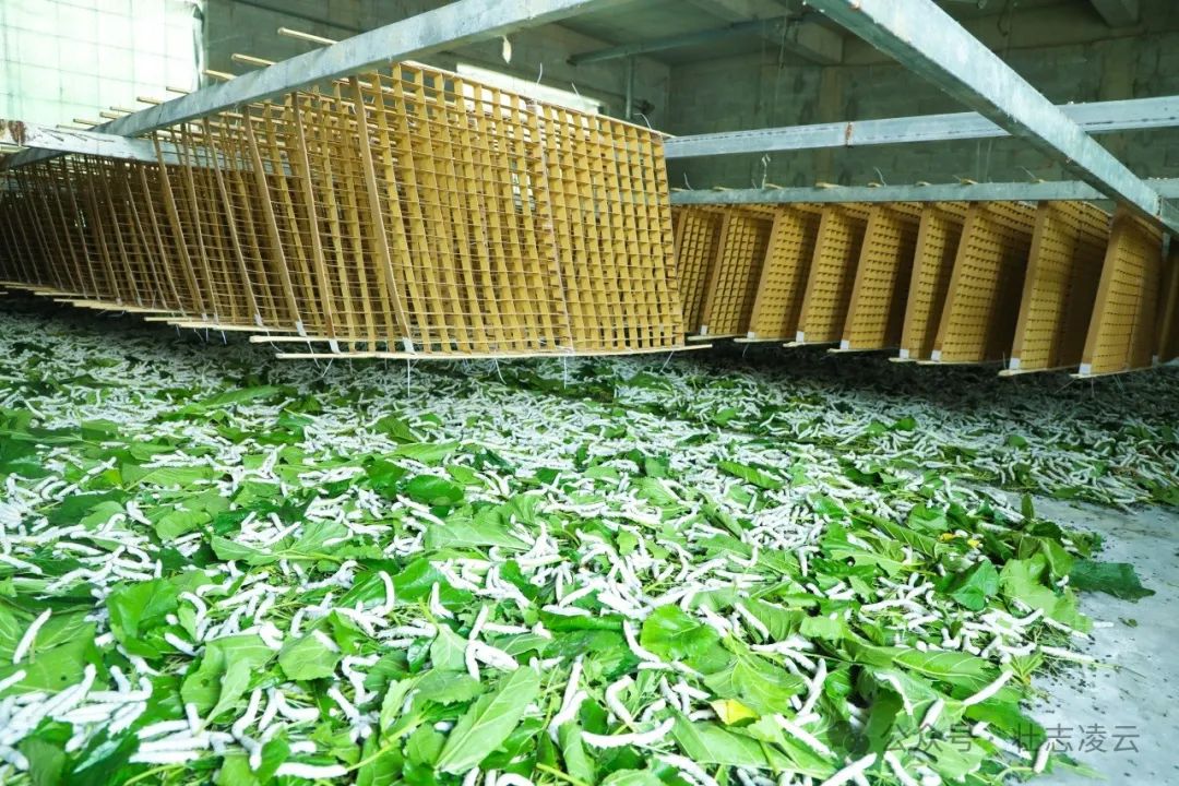 包含致富经种植养殖全部视频桑蚕养殖的词条
