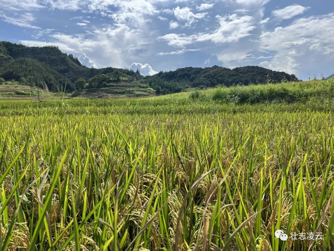逻楼镇丰景如画早稻飘香收割忙