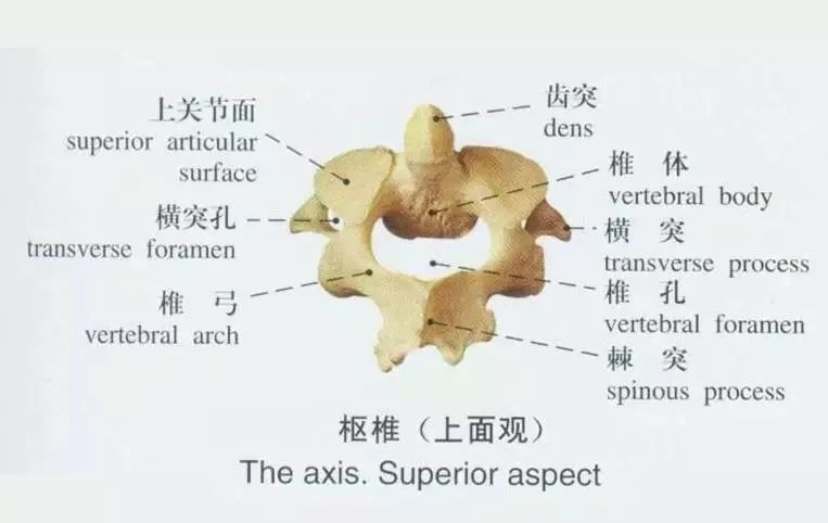 计数椎骨的标志图片