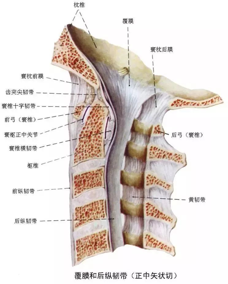 寰椎和枢椎解剖图图片