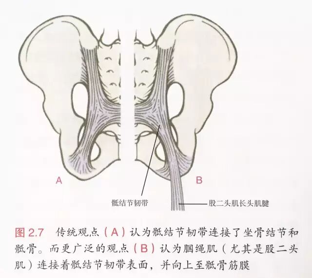 喙肱韧带损伤能自愈吗_喙肱肌_喙肱肌