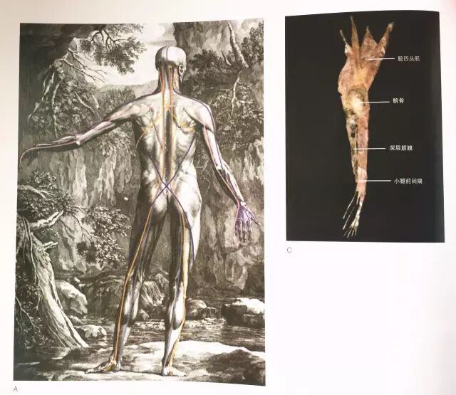 喙肱肌 从《解剖列车》认识‘肌筋膜连接’世界！