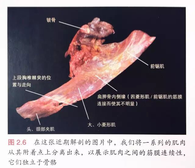 喙肱肌_喙肱韧带损伤能自愈吗_喙肱肌