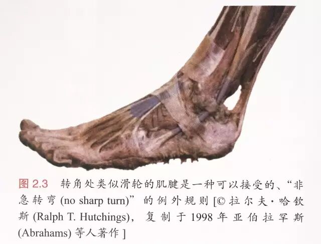 喙肱肌_喙肱肌_喙肱韧带损伤能自愈吗