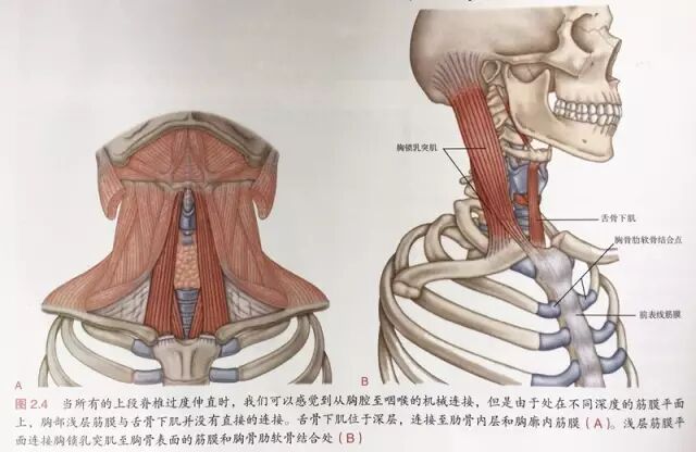 喙肱肌_喙肱韧带损伤能自愈吗_喙肱肌