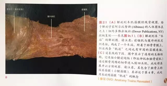 喙肱肌_喙肱肌_喙肱韧带损伤能自愈吗