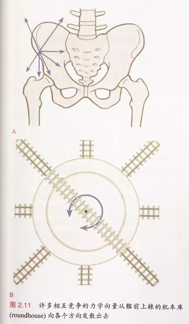 喙肱肌_喙肱肌_喙肱韧带损伤能自愈吗