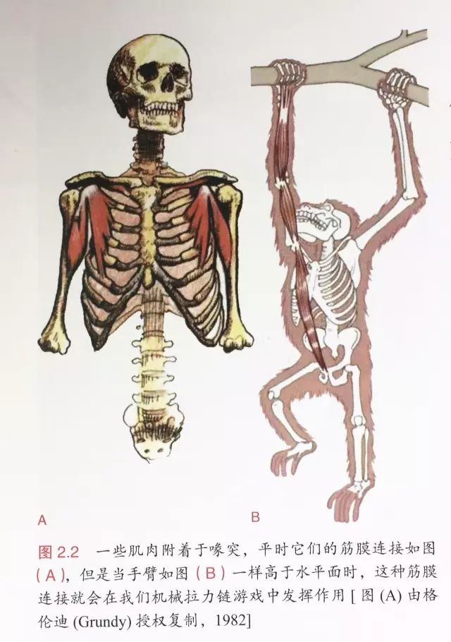 喙肱韧带损伤能自愈吗_喙肱肌_喙肱肌