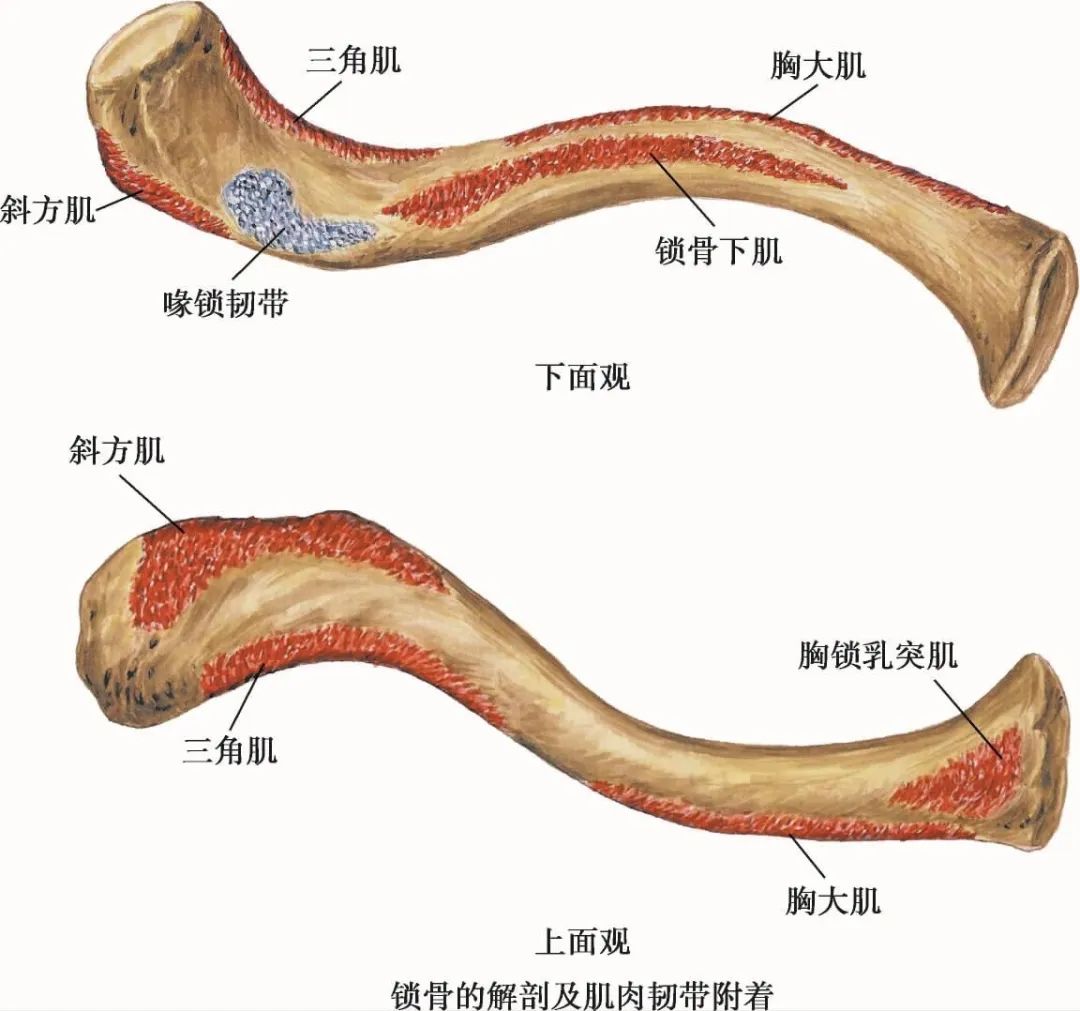 图7-32 锁骨和胸锁关节-基础医学-医学