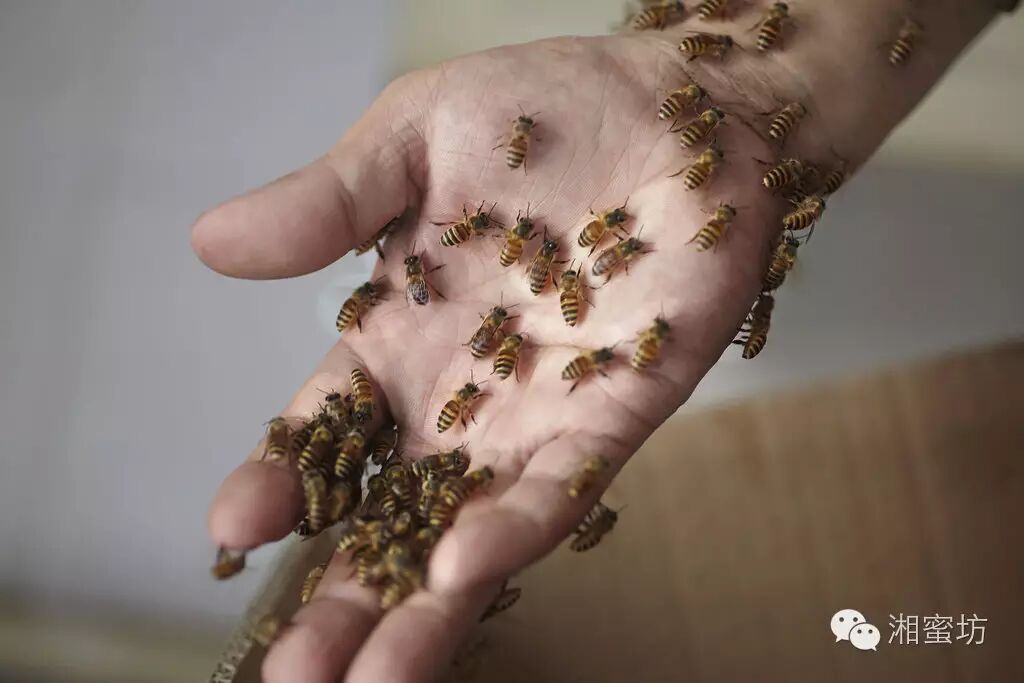胖蜜蜂是怎么采花的_湘蜜坊