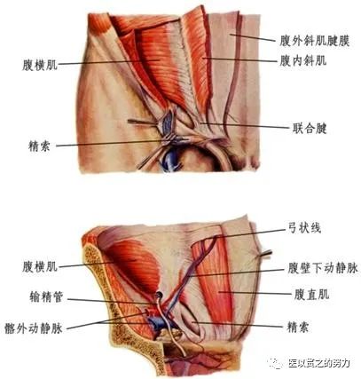 系统解剖学重要小点---腹股沟管和腹股沟三角