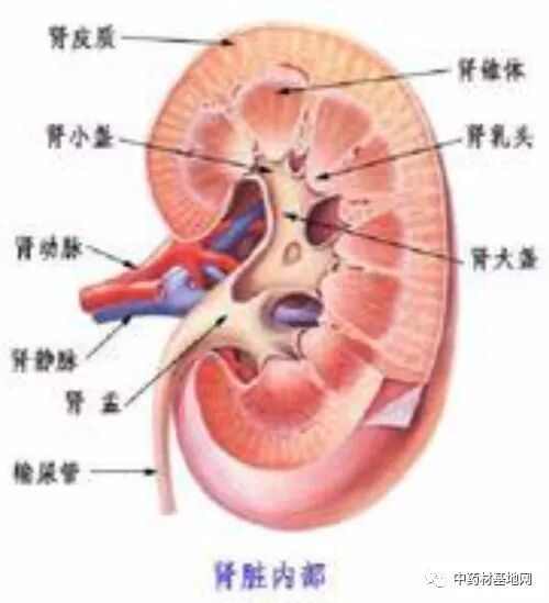 常用补肾壮阳类中药材的功用及养生方法
