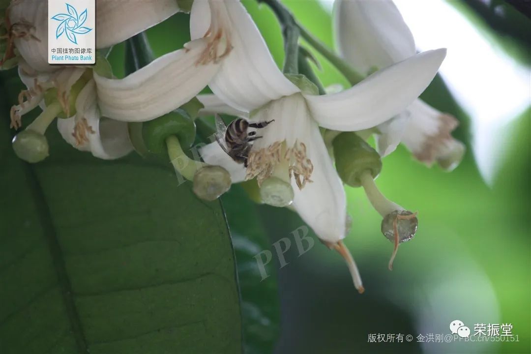 細說中藥 ｜ 枳實 ——  速作用穩震破氣，促消化推土凝精