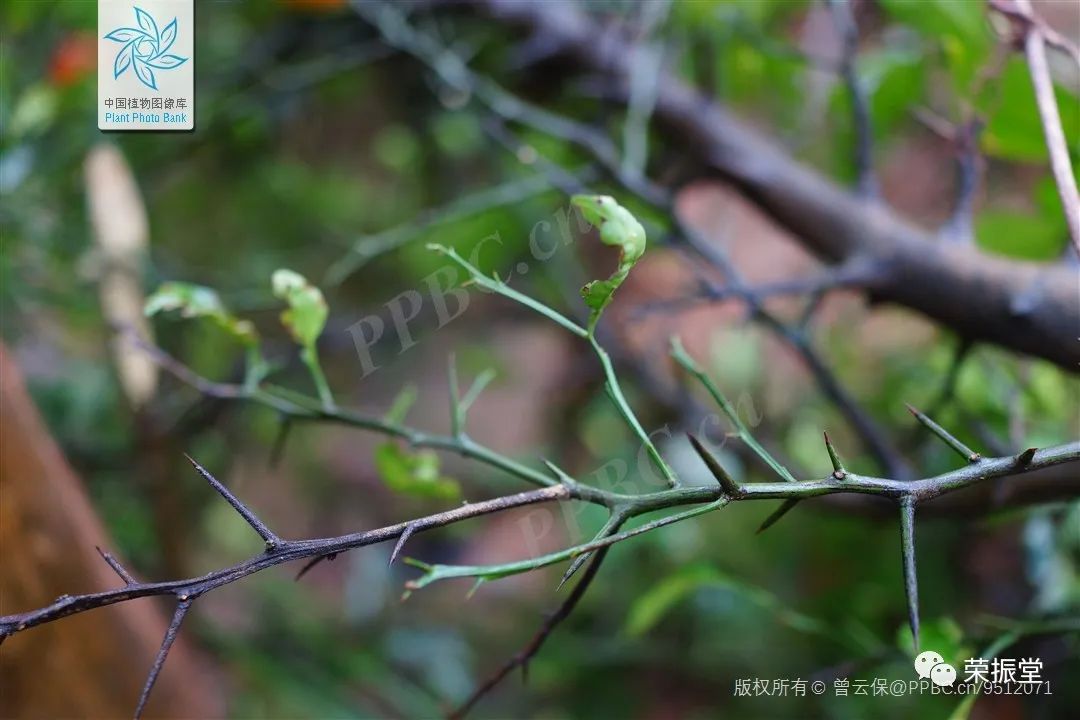 細說中藥 ｜ 枳實 ——  速作用穩震破氣，促消化推土凝精