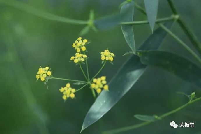 细说中药柴胡——春寒破土香云间，疏木顺腑正气通