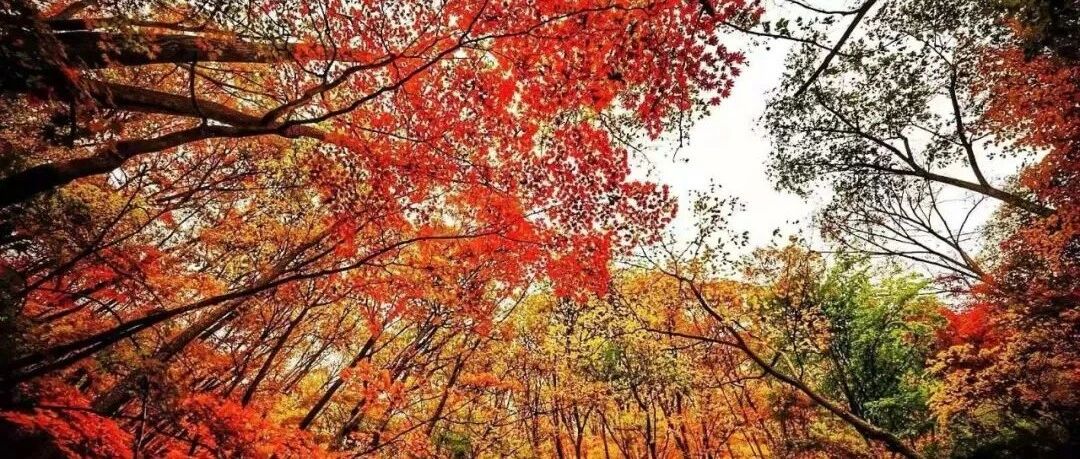 五花山又来啦！国庆登这两座山，还有机会获得精美礼品!