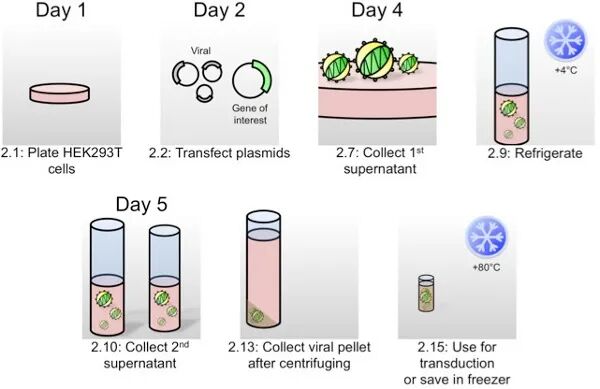 細胞穩(wěn)定轉(zhuǎn)染的操作步驟及經(jīng)驗分享