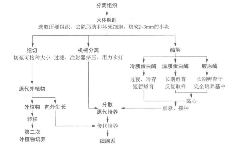 原代細胞培養(yǎng)入門
