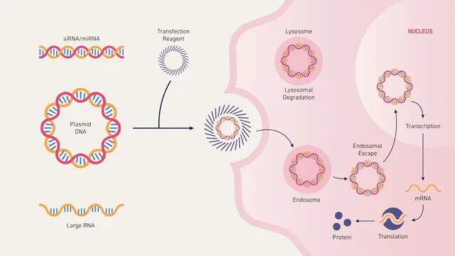 懸浮細(xì)胞的瞬時(shí)轉(zhuǎn)染操作