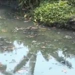 潮汕一村惊现“牛奶溪”？村民担心饮水安全