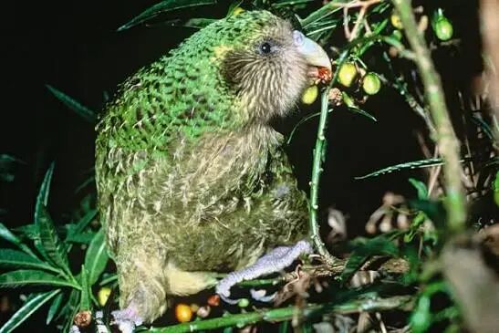 How a Conifer May Hold the Key to Kākāpō Recovery — In Defense of Plants