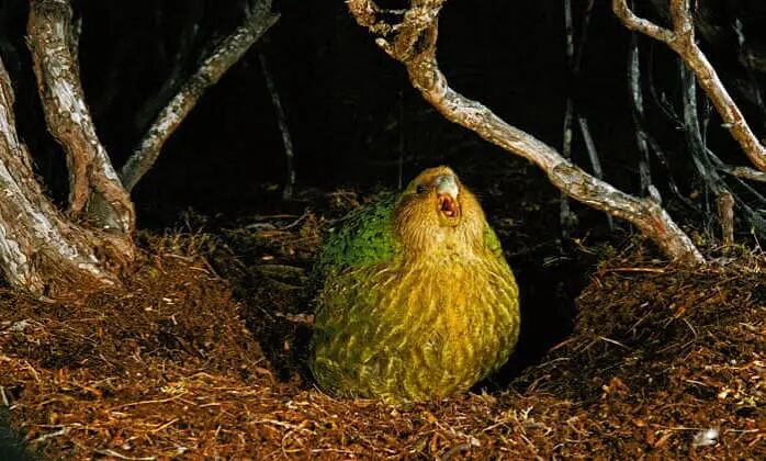New Zealand conservationists celebrate rare parrot breeding success | Birds  | The Guardian