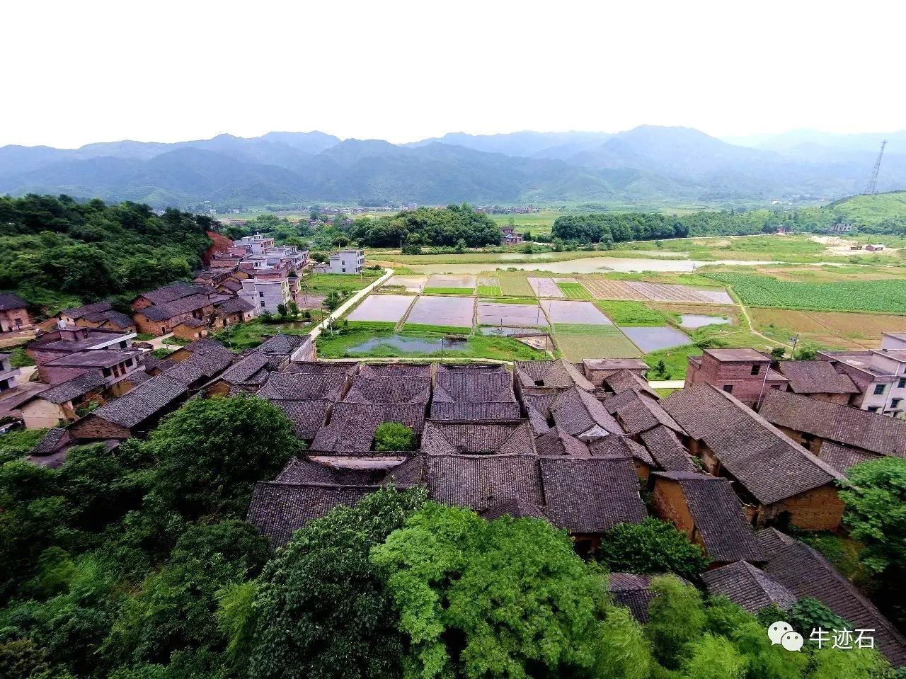【探秘常宁】罗桥镇下冲村驼背樟树:树因驼背而名,村因树而名!