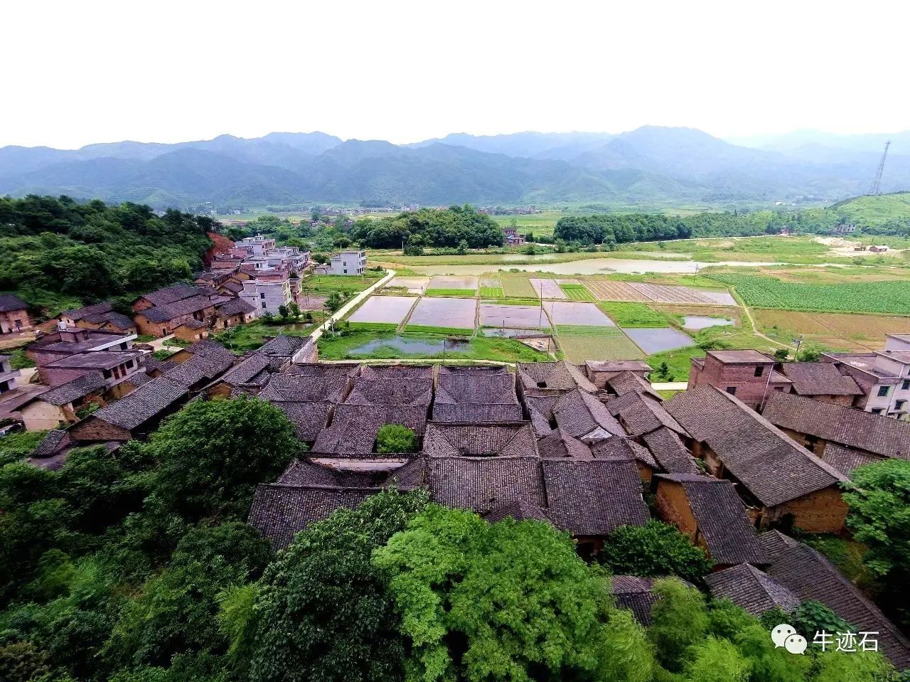 【探秘常宁】罗桥镇下冲村驼背樟树:树因驼背而名,村因树而名!