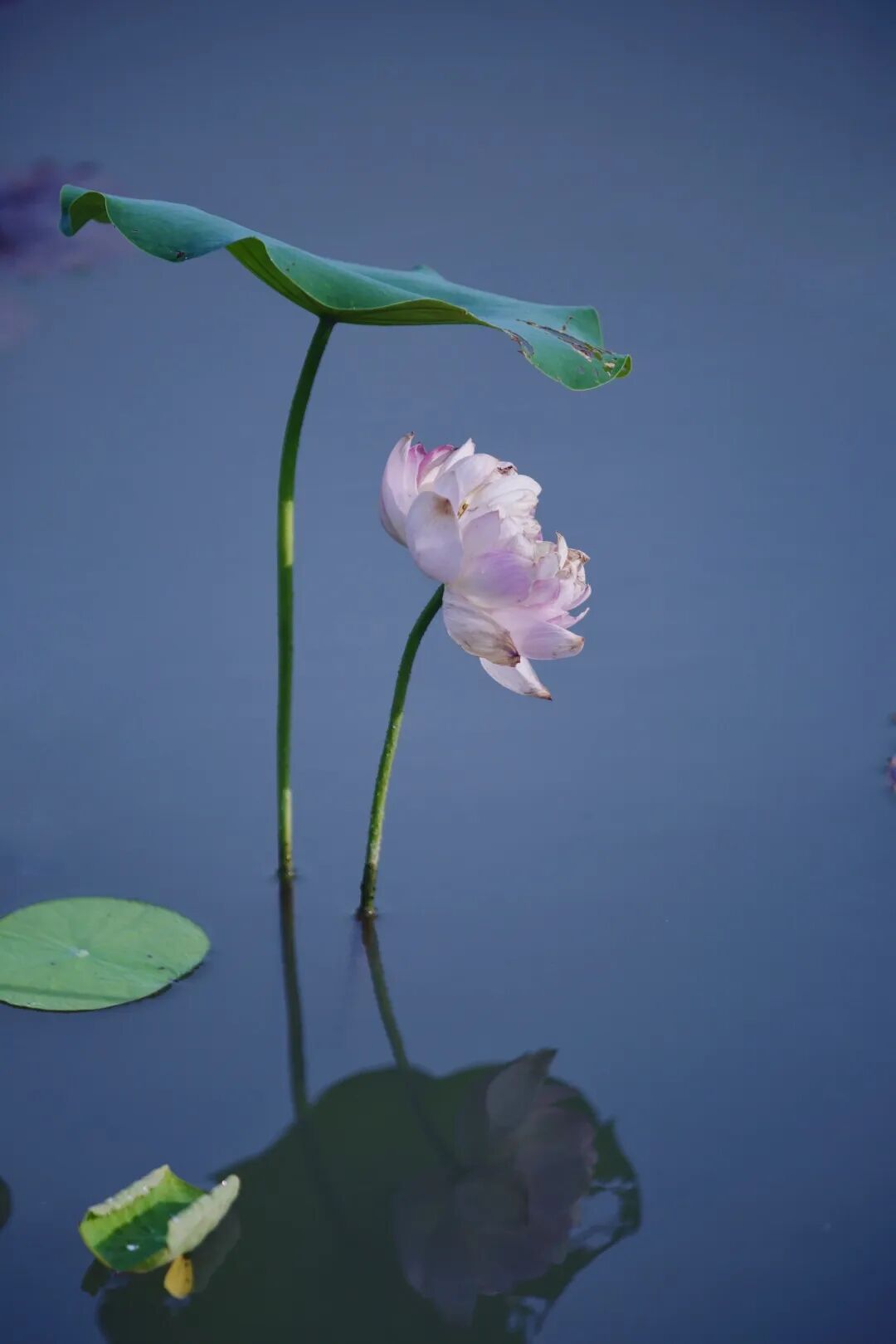 奉贤的荷花有多美?奉贤摄影家拍给你看!