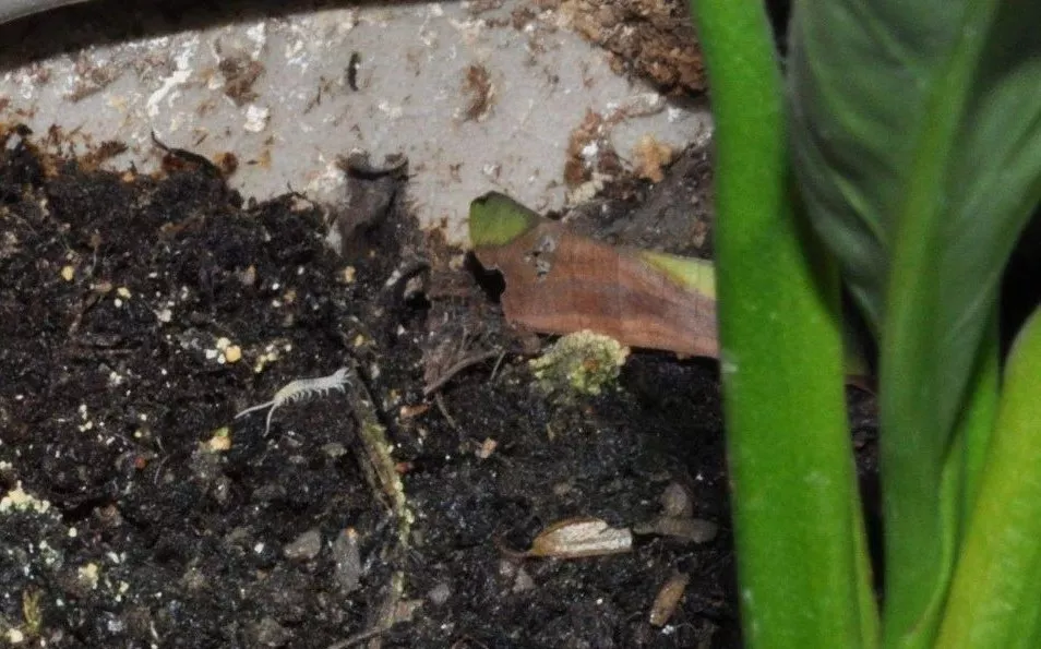 花盆里有小黑飞 蚂蚁 蜈蚣 蚯蚓 怎么办 养殖日记