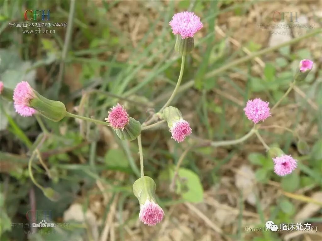 【中药名】羊蹄草 yangticao【别名】一点红,叶下红,红背叶,紫背草,红