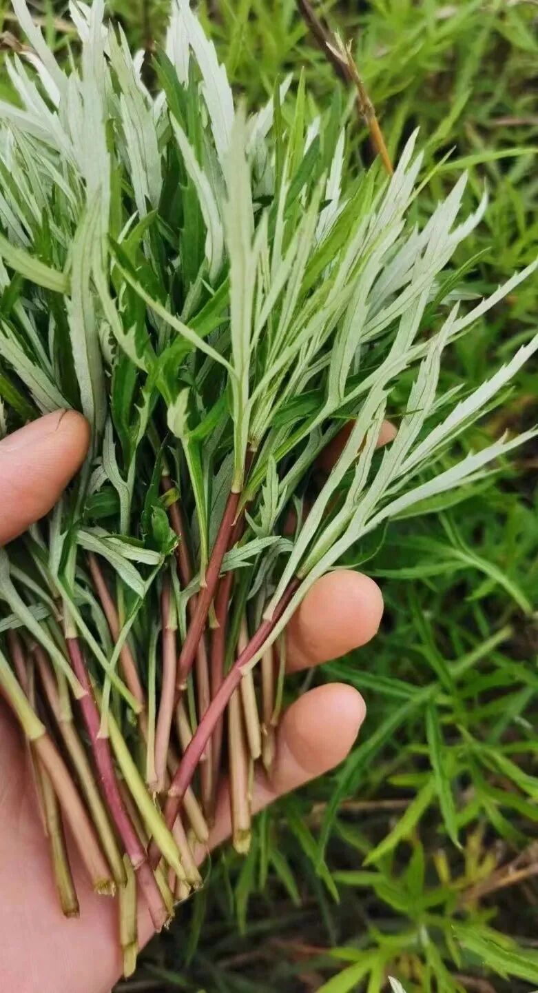 春游到江夏六条踏青线路来咯