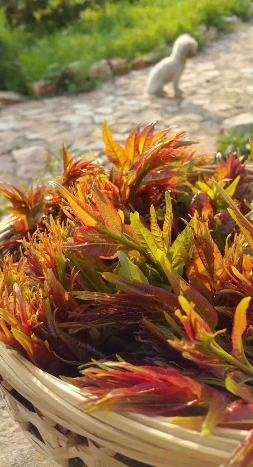 春游到江夏六条踏青线路来咯