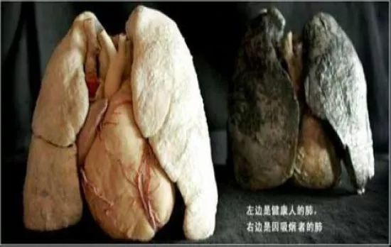 尸骨工厂电影_死尸工厂_尸体工厂