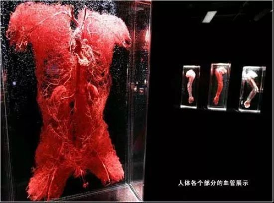 死尸工厂_尸骨工厂电影_尸体工厂
