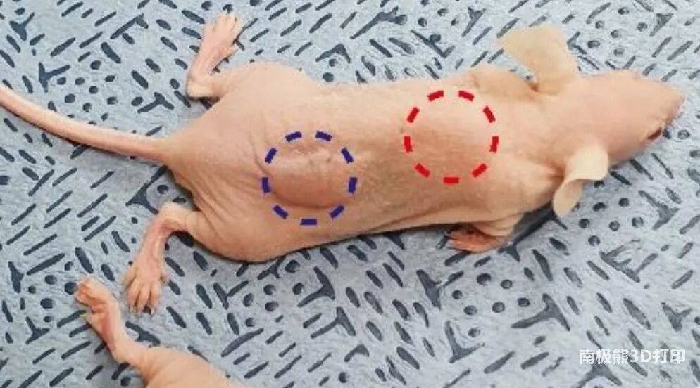 突破：生物3D打印肝脏组织移植手术成功，小鼠细胞生存活力高的图3