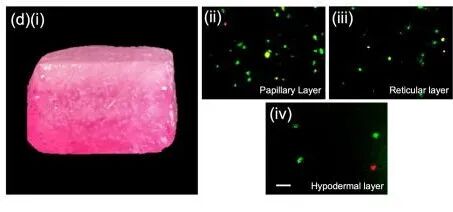 生物3D打印新技术：悬浮层增材制造，为治愈深度皮肤损伤带来福音的图3