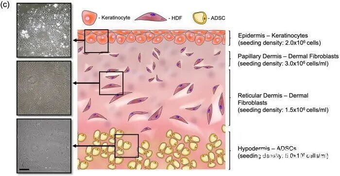 生物3D打印新技术：悬浮层增材制造，为治愈深度皮肤损伤带来福音的图2