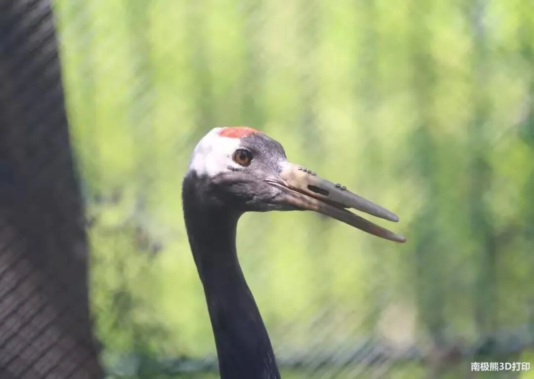 20岁金刚鹦鹉打架被撕烂嘴，安装3D打印钛合金假喙获新生的图7